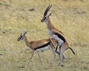 Mating Gazelles
